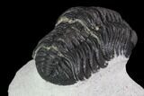 Detailed, Morocops Trilobite - Visible Eye Facets #92318-3